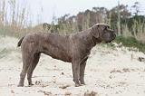 CANE CORSO 586